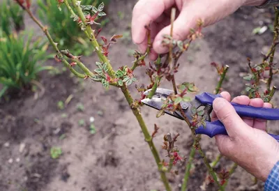 Как правильно обрезать розы в саду | В цветнике (Огород.ru)