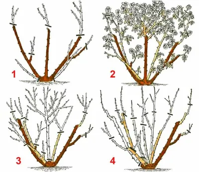 Как обрезать розы на зиму: практичные советы + видео