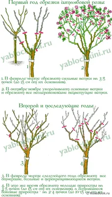 Укрытие и обрезка роз на зиму