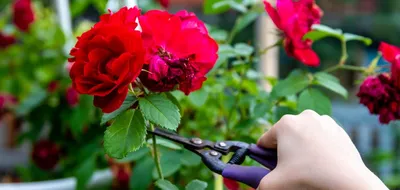 Как обрезать розы весной если почки на них проснулись осенью и вымерзли  зимой - YouTube