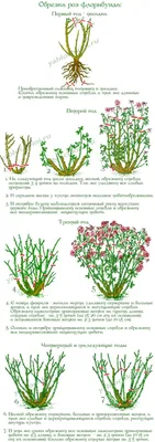 Обрезка роз осенью: как правильно сделать