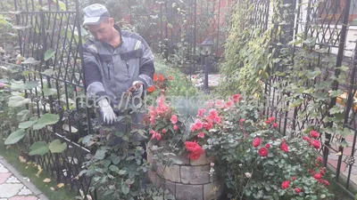 Удобрение и укрытие роз на зиму