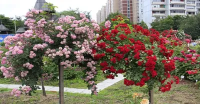 Обрезка плетистой розы Flammentanz » Саженцы роз Гармония Сада купить в  подмосковном питомнике.