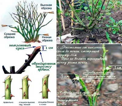 Как обрезать розы на зиму: основные правила - МЕТА