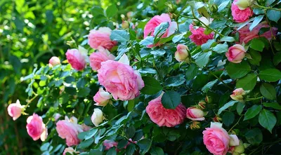 ГОРОДУ.net Fb - Ваша дача, сад и огород. - Как производится обрезка роз на  зиму без ущерба для растения Проводится осенняя обрезка перед самым  укрытием роз на зиму, причем обрезают и уже