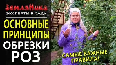 Для пышного цветения: как правильно обрезать розы осенью