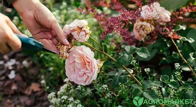 Обрезка роз после цветения фото фотографии
