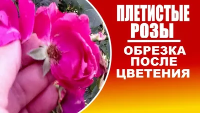 Обрезка плетистых роз после цветения . Наглядно. - YouTube