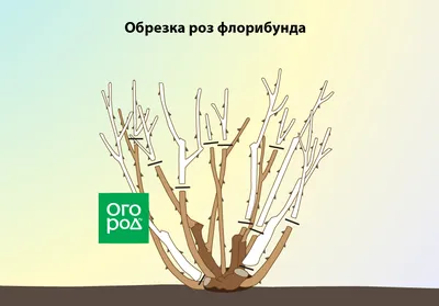 Обрезка роз осенью после цветения – полезные советы и подробная инструкция  для начинающих | В цветнике (Огород.ru)