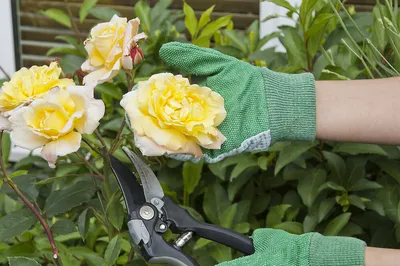Необходимая обрезка роз после цветения в летнем сезоне | Азбука огородника  | Дзен