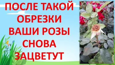 КАК ОБРЕЗАТЬ РОЗУ ПОСЛЕ ЦВЕТЕНИЯ ЛЕТОМ чтобы снова зацвела. Обрезка роз  летом. Как выращивать розы. - YouTube