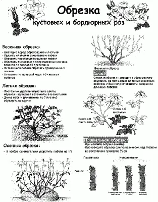 ОБРЕЗКА РОЗ после первого цветения. РОЗЫ ЦВЕТУТ все лето. Чем подкармливать  розы летом после обрезки - YouTube