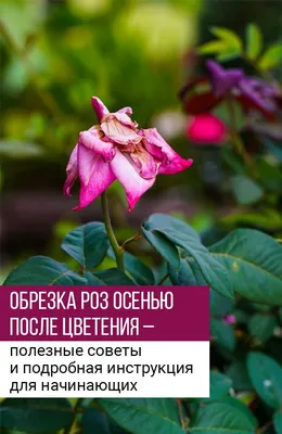 Летняя обрезка роз после цветения — Как продлить жизнь цветам — Мои Идеи  Для Дачи и Сада