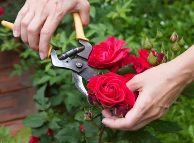 Как обрезать розы после цветения летом и нужно ли это делать вообще