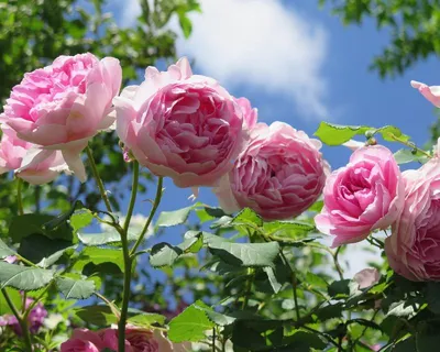 Обрезка роз после цветения: подробный гайд и советы от профессионалов -  Agro-Market
