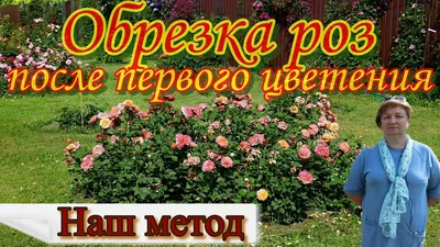 Уход за розами после цветения: 5 обязательных процедур | Растения, Розы,  Небольшие цветники