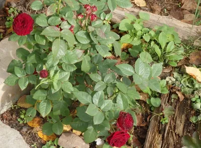 Обрезка плетистых роз — АгроXXI