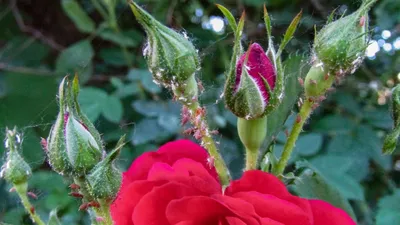 Как проходит обрезка плетистых роз после цветения • Розы и сад