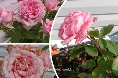 Как обрезать розы после цветения в июле-августе: подробно с фото | Дача -  это маленькая жизнь | Дзен