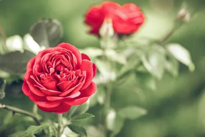 Как обрезать розы после цветения летом и нужно ли это