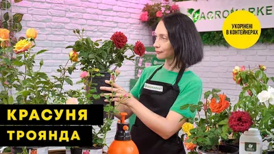 СРОЧНО! Отцветают плетистые розы! Что делать до и после? Об обрезке  плетистых роз после цветения - YouTube