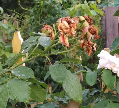 Как обрезать розы после цветения летом: полезные советы для дачников |  Антонов сад - дача и огород | Дзен
