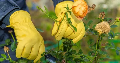 Обрезка роз. часть 5. Плетистые розы.: Группа Садовые цветы и флористика |  Вьющиеся розы, Розы, Черенки роз
