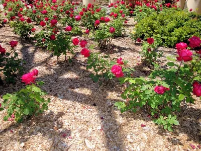 Как ухаживать за розами летом: размножение, черенкование, обрезка, полив,  мульчирование и другие операции | Houzz Россия