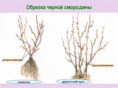 Обрезка смородины весной фото