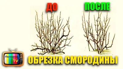 ПРАВИЛЬНАЯ ОБРЕЗКА СМОРОДИНЫ - YouTube