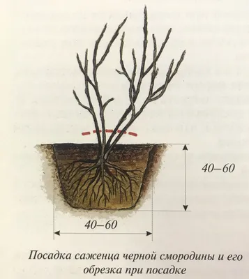 Обрезка смородины осенью - статья в блоге Дача, Ферма, Огород