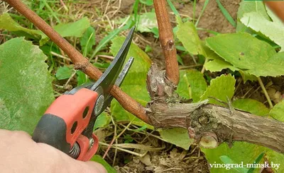 Обрезка винограда осенью для начинающих + видео