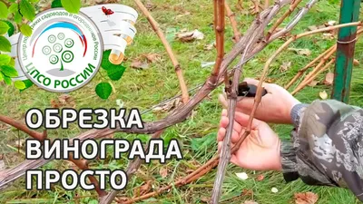 Блог про виноград Киушкина Николая: Обрезка винограда осенью на зиму с  видео и в картинках.