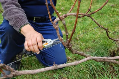 Как правильно обрезать виноград осенью. Инструкция для новичков