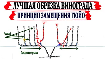 Обрезка винограда. Услуги специалистов