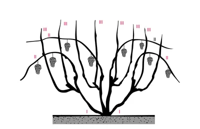 Укрытие винограда на зиму и правильная обрезка кустов кустов