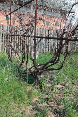 Обрезка винограда под зиму: можно регулировать - хотите больше винограда  или крупные кисти | Волжский сад | Дзен