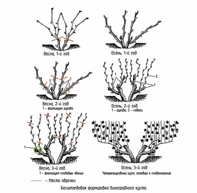 Обрезка винограда весной или осенью когда лучше