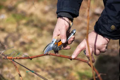 Как обрезать виноград – инструкция для начинающих и тех, кто делает это  впервые