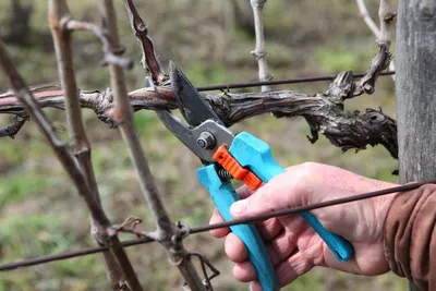 Обрезка винограда весной, осенью | Как обрезать виноград