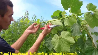 Подготовка винограда к зиме — Приусадебное виноградарство Беларуси