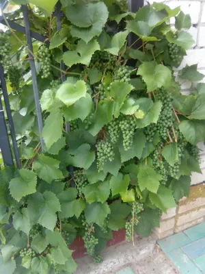 Обрезать виноград рекомендуется осенью 🍇 | Лысковский питомник растений |  ВКонтакте