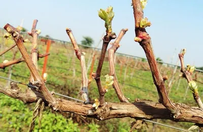 Дачные советы: осенне-зимняя обрезка винограда - Одесская Жизнь