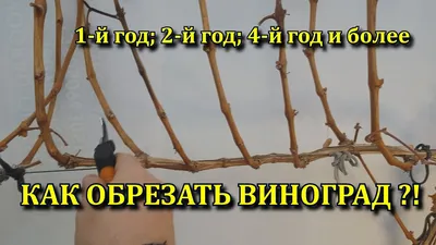 КАК ОБРЕЗАТЬ ВИНОГРАД ?! 1 -Й , 2-Й, 4-Й ГОД ВИНОГРАДНИКУ. РОЗЫГРЫШ ЯЩИКА  ВИНА!!!!! - YouTube