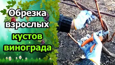 🍇Обрезка взрослого куста винограда. Обрезаем виноград осенью. Обрезка  винограда для новичков. - YouTube