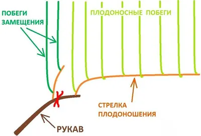 Обрезка винограда осенью для начинающих + видео