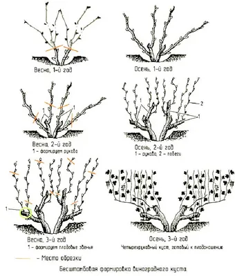 Формирование винограда с первого года для начинающих | Мой виноград и сад |  Дзен