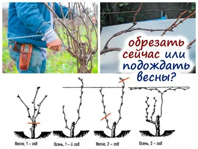 Обрезка винограда весной инструкция для начинающих садоводов в картинках