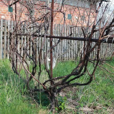 Как правильно обрезать виноград осенью - полезные статьи о садоводстве от  Agro-Market