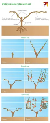 Как правильно обрезать старый заброшенный виноград | Виноград и Виноделие |  Дзен